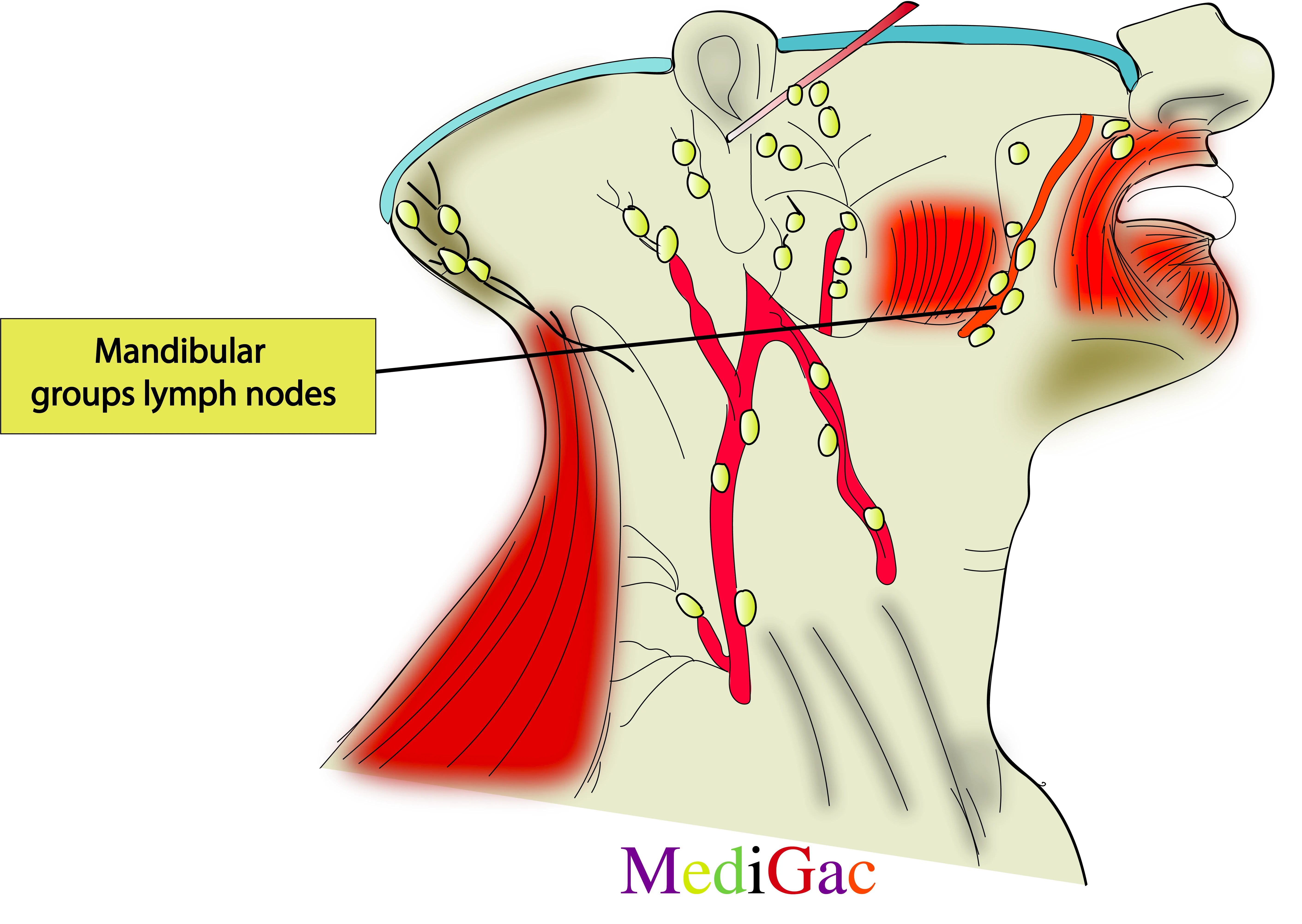 Submandibular lymph nodes